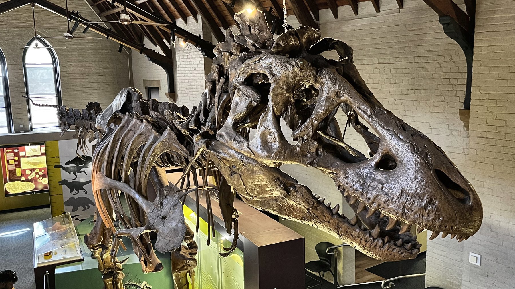 The skull and jaws of a large mounted dinosaur skeleton suspended above a gallery floor