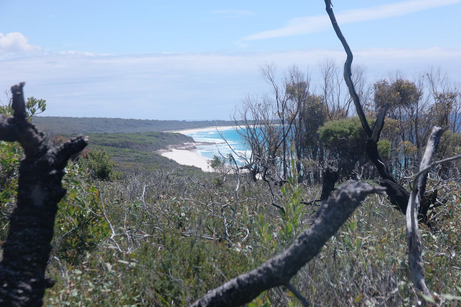 A view down a coastline framed by blackened branches and burnt trunks, green regrowth beneath them and a white beach in the distance