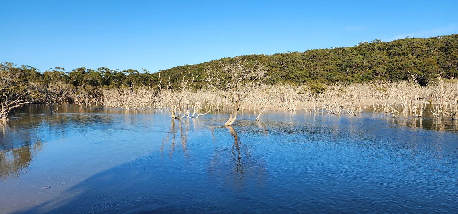 Bare drowned trees standing in still shallow water below a densely wooded ridge, early morning