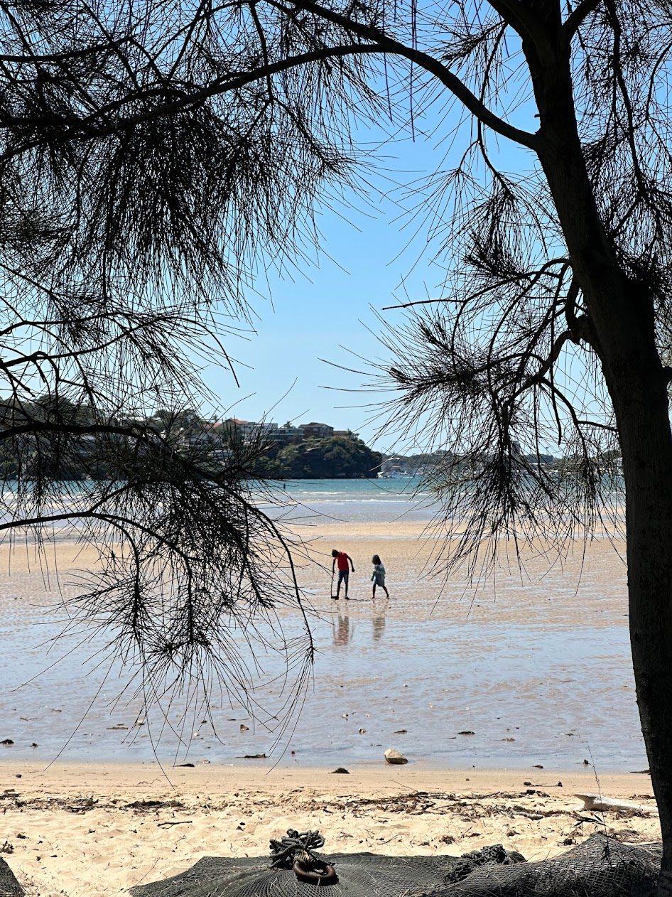The same sandflat and bay framed between the trunk and low branches of a casuarina growing on the bank