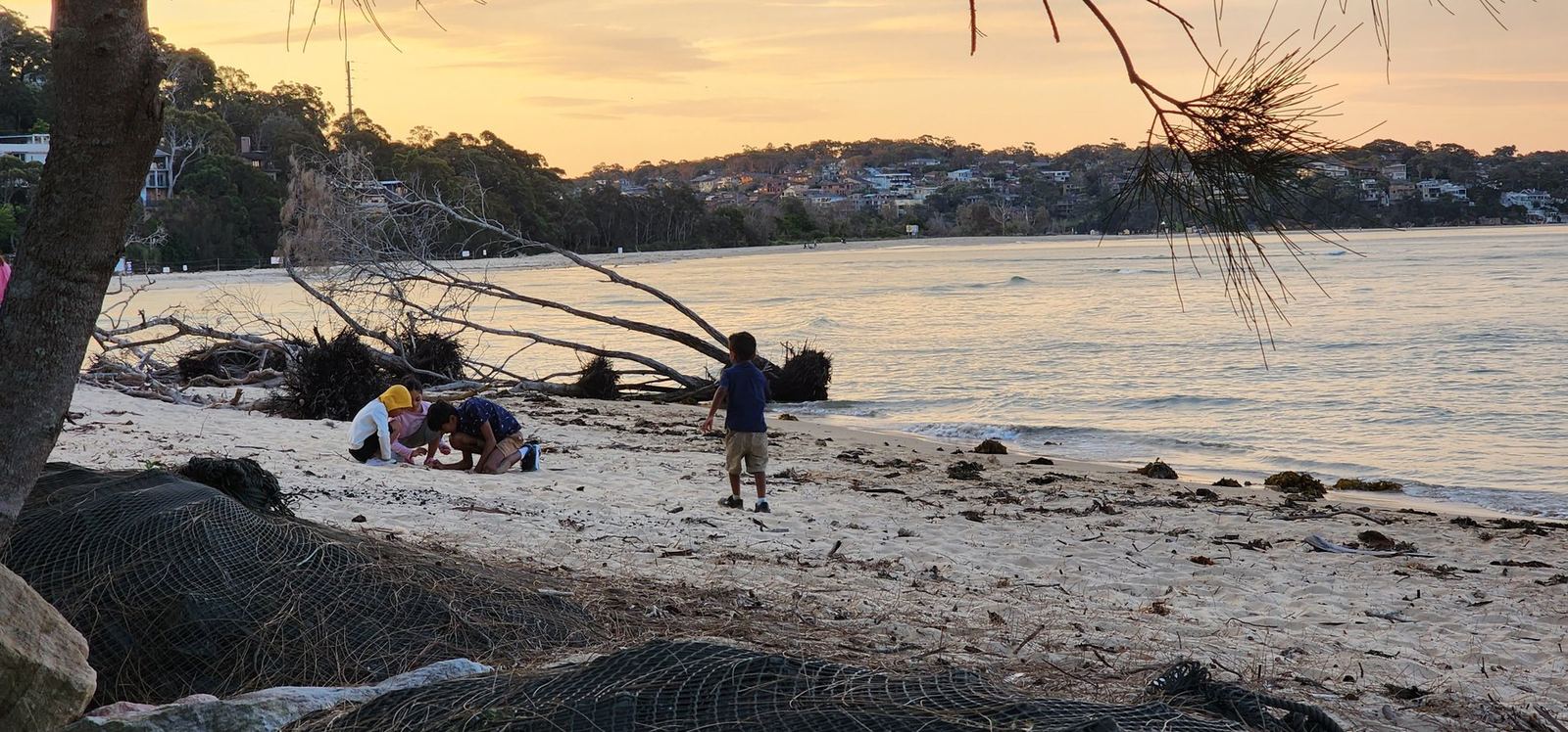 Sunset over the bay seen through a fallen tree on the sand, houses on the far shore catching the last light