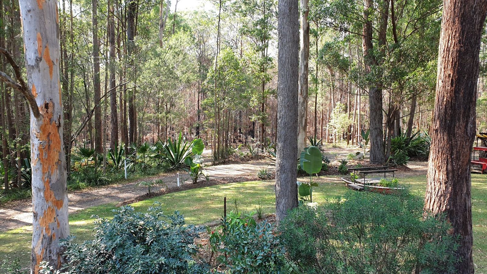 The same bush garden from another angle, gum trunks in the foreground and planted beds beyond