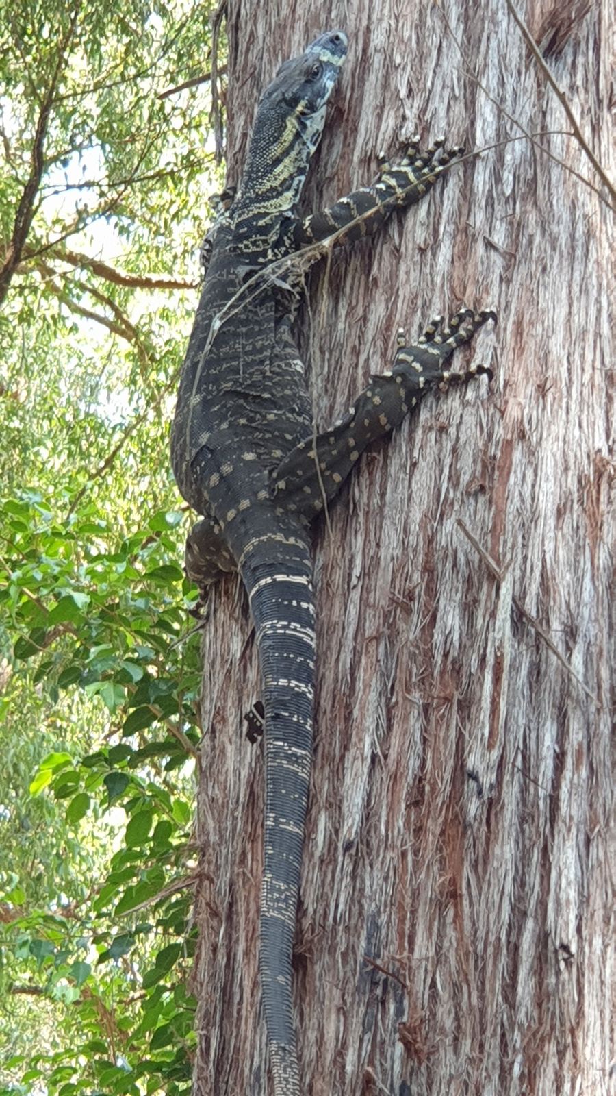 A lace monitor clinging head-up to the trunk of a stringybark, its banded tail hanging down