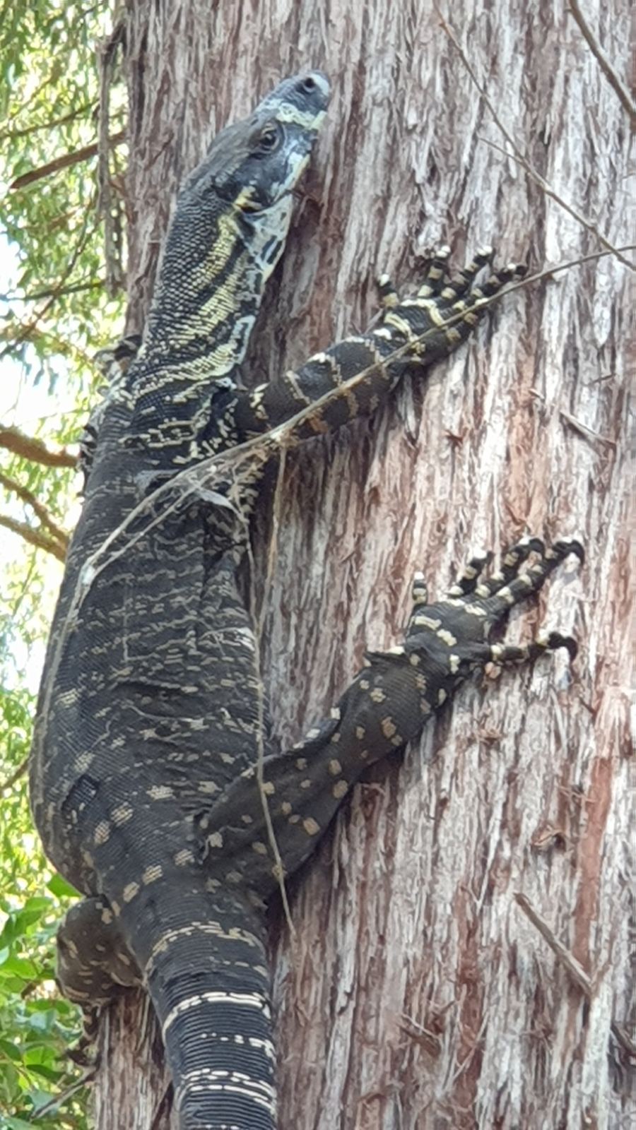 A closer view of the same lace monitor showing its claws gripping the bark and the banded pattern along its back