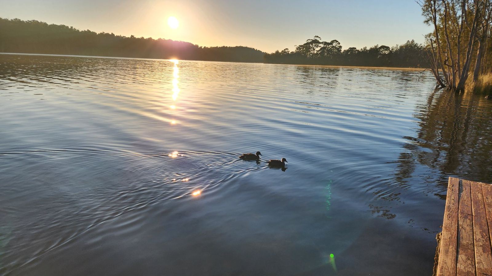 Two ducks swimming across still water in the early sun, a timber ramp at the edge of the frame