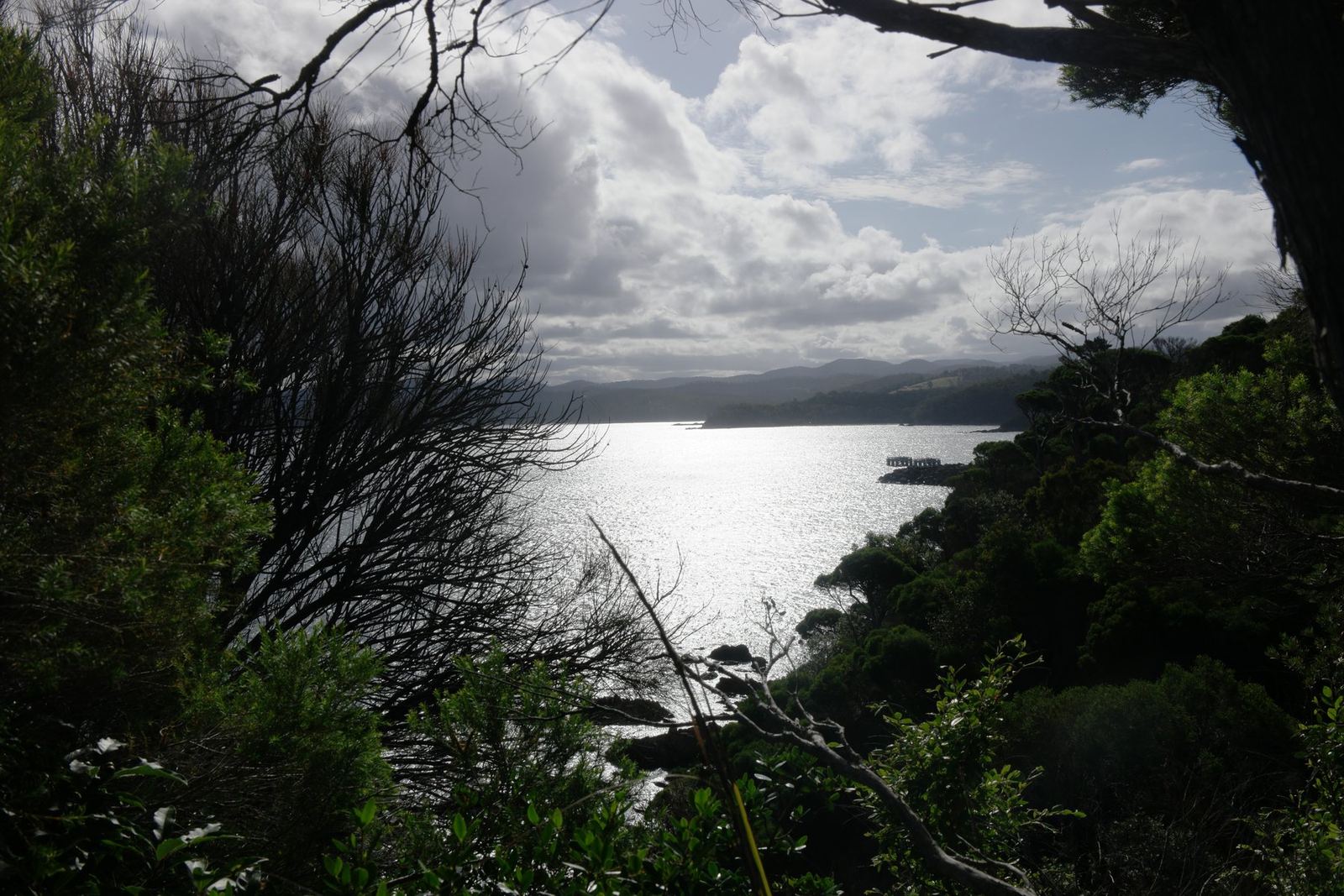 Late afternoon light on the water framed by dark burnt branches on a clifftop, a long headland running out to sea