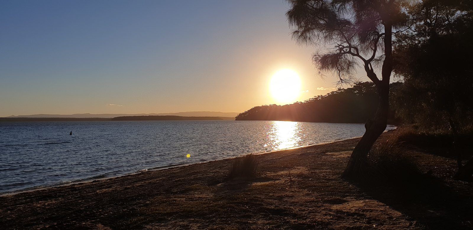 Sun setting low over St Georges Basin, a path of light across flat water and a casuarina silhouetted on the right