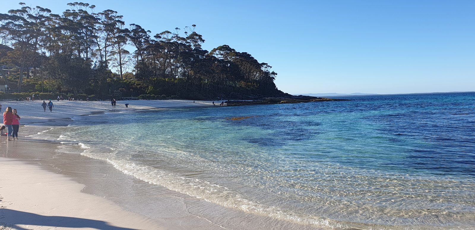 Clear shallow water over white sand shading from pale green to deep blue, tall gums standing right at the top of the beach