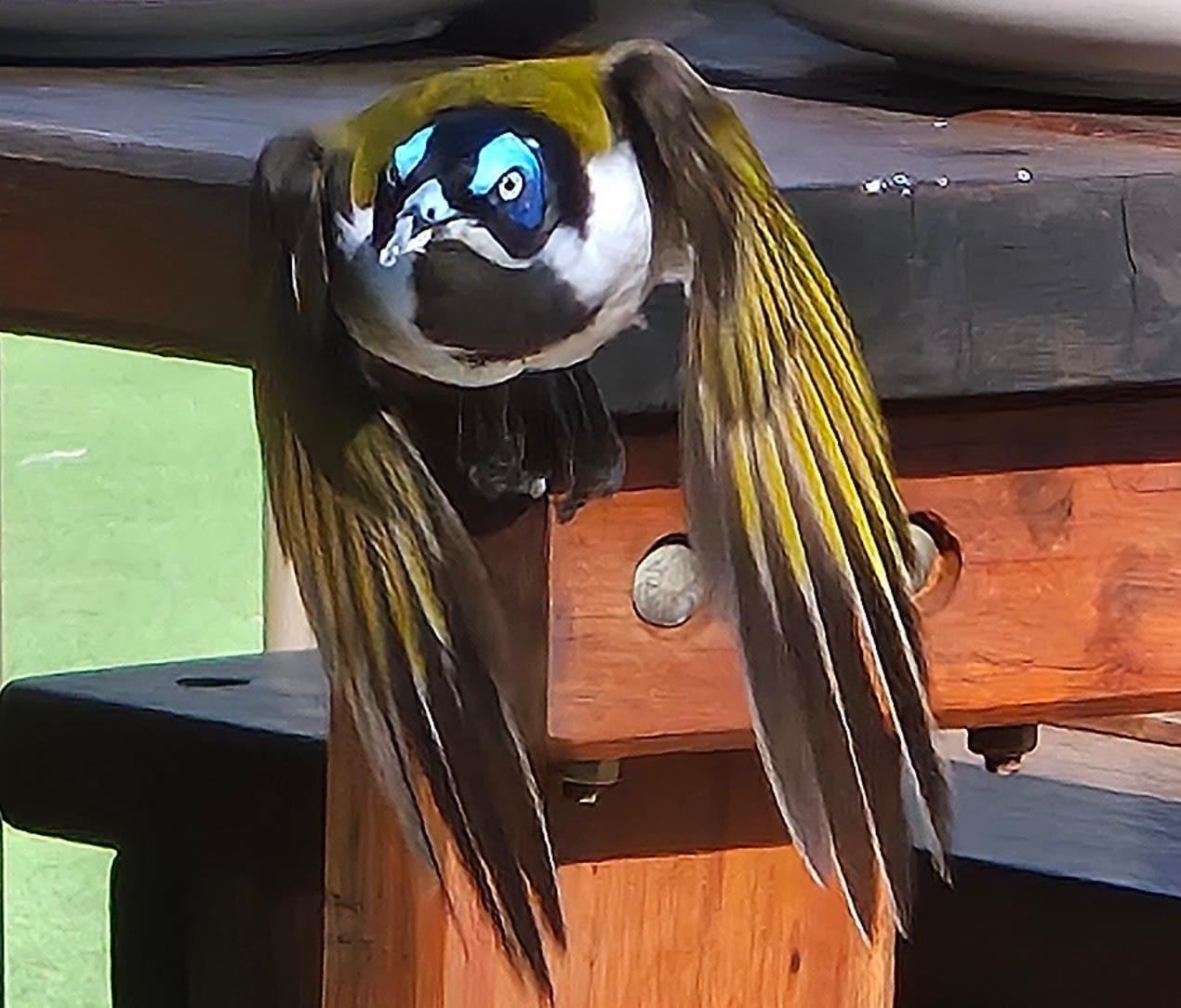 A kookaburra perched on the end of a timber picnic table with its wings and tail spread, seen close up