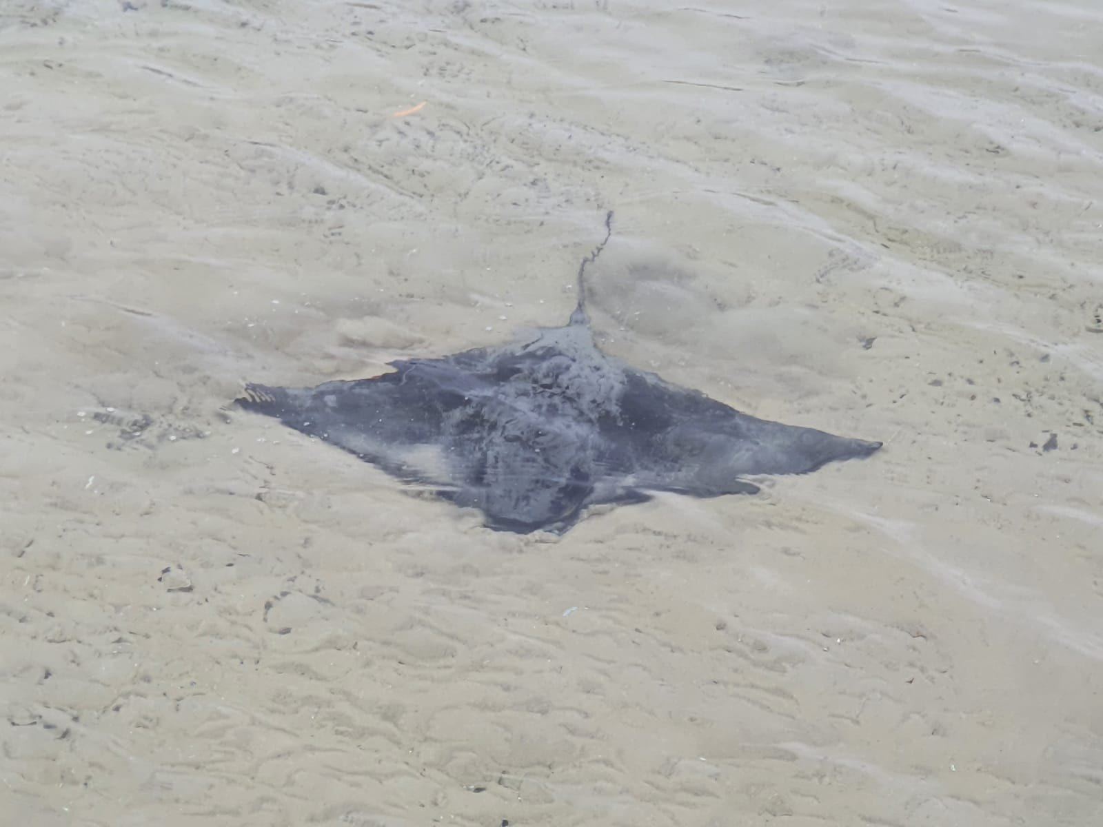 A dark stingray resting on the pale sand bottom in clear shallow water, its outline and tail clearly visible from above
