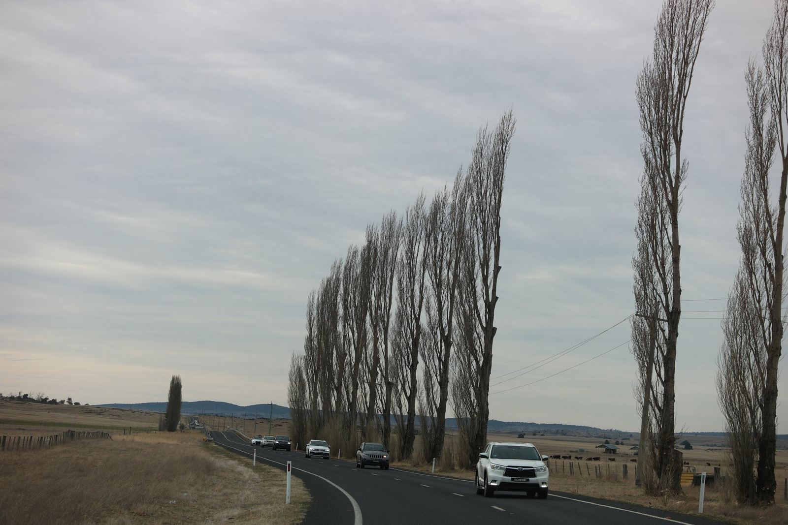 An avenue of bare poplars along the Monaro highway with cars on the road and dry paddocks beyond