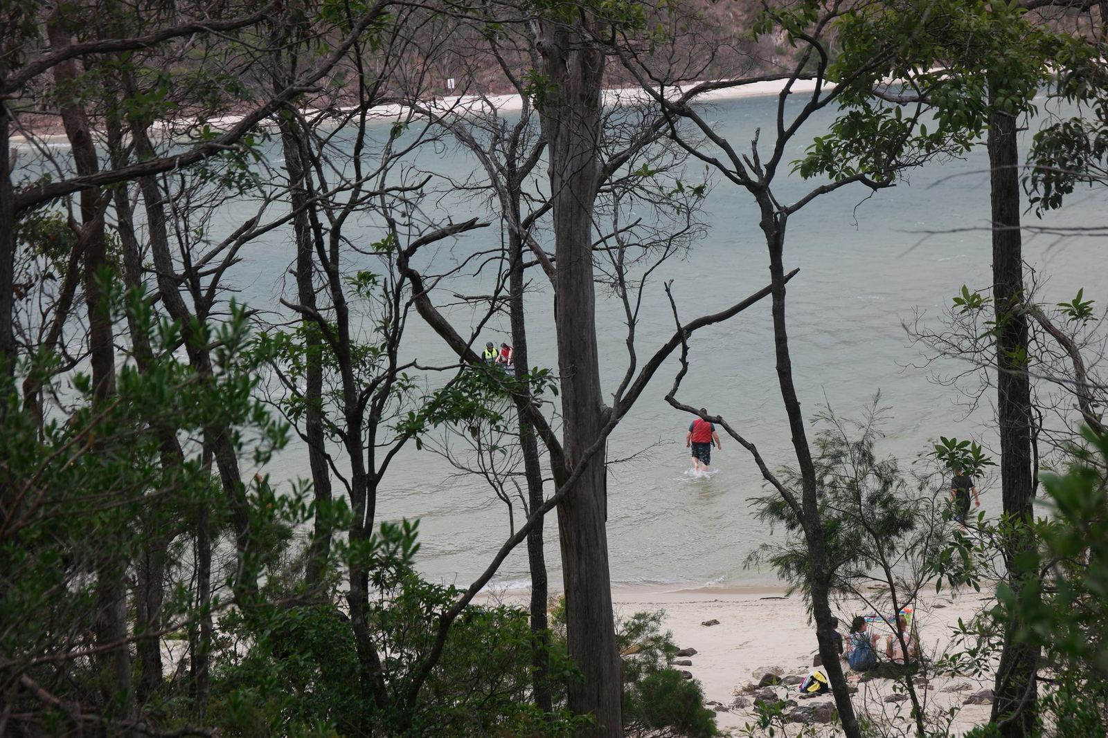 A curve of pale sand and pale green shallow water seen down through the trunks of a coastal forest, a few swimmers at the water's edge