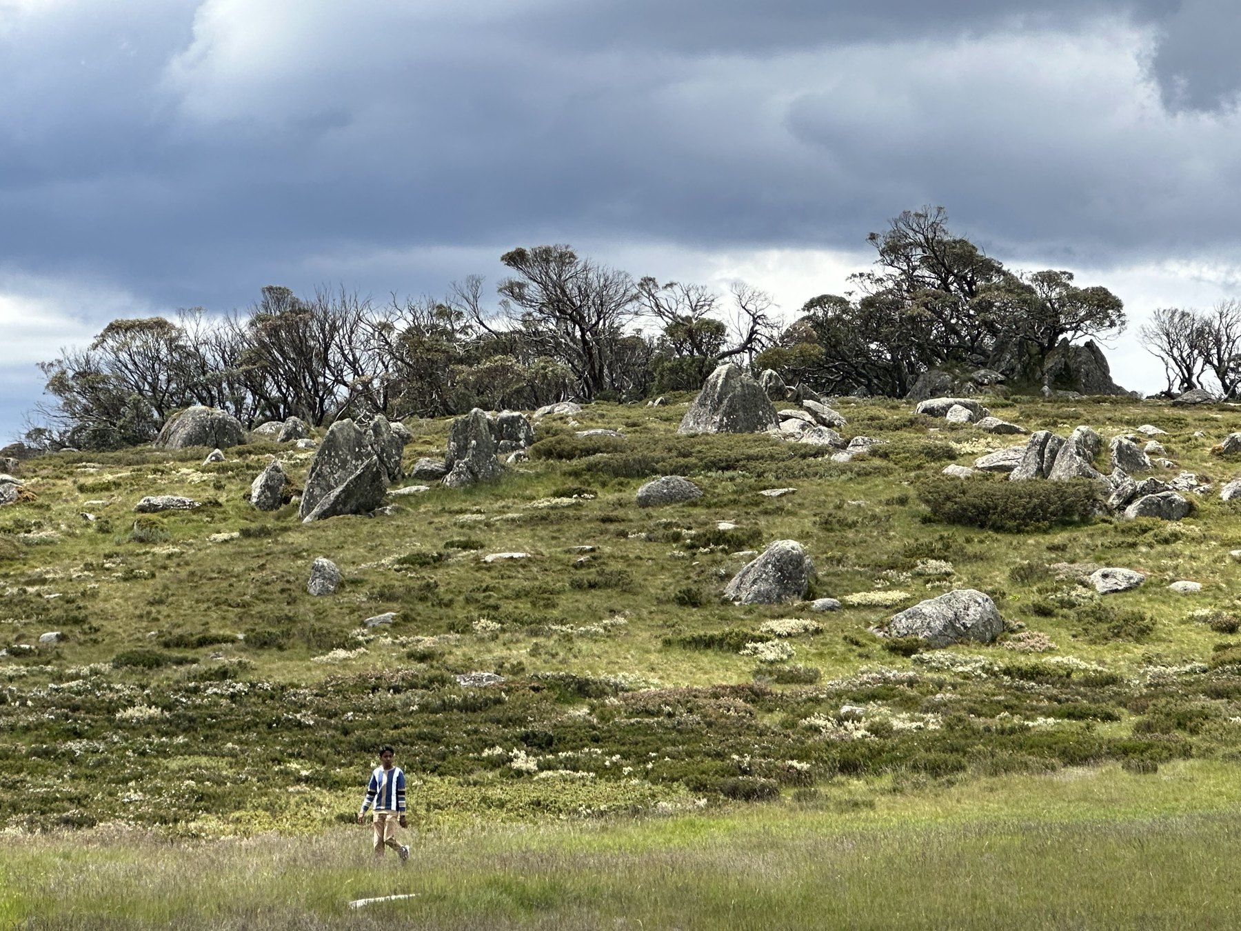 A boy walking through green alpine heath below a slope scattered with granite boulders and wind-bent snow gums