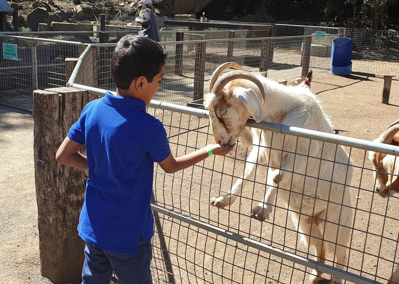 A boy in a blue shirt holding out feed through a wire fence to a large white goat leaning over the rail towards him, more goats behind