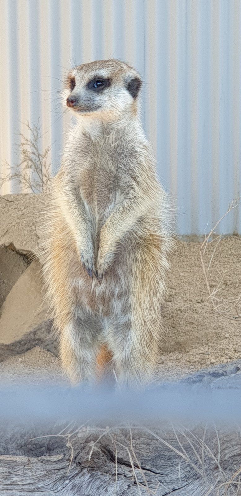 A meerkat standing upright on sand in front of a corrugated iron wall, alert and looking to one side