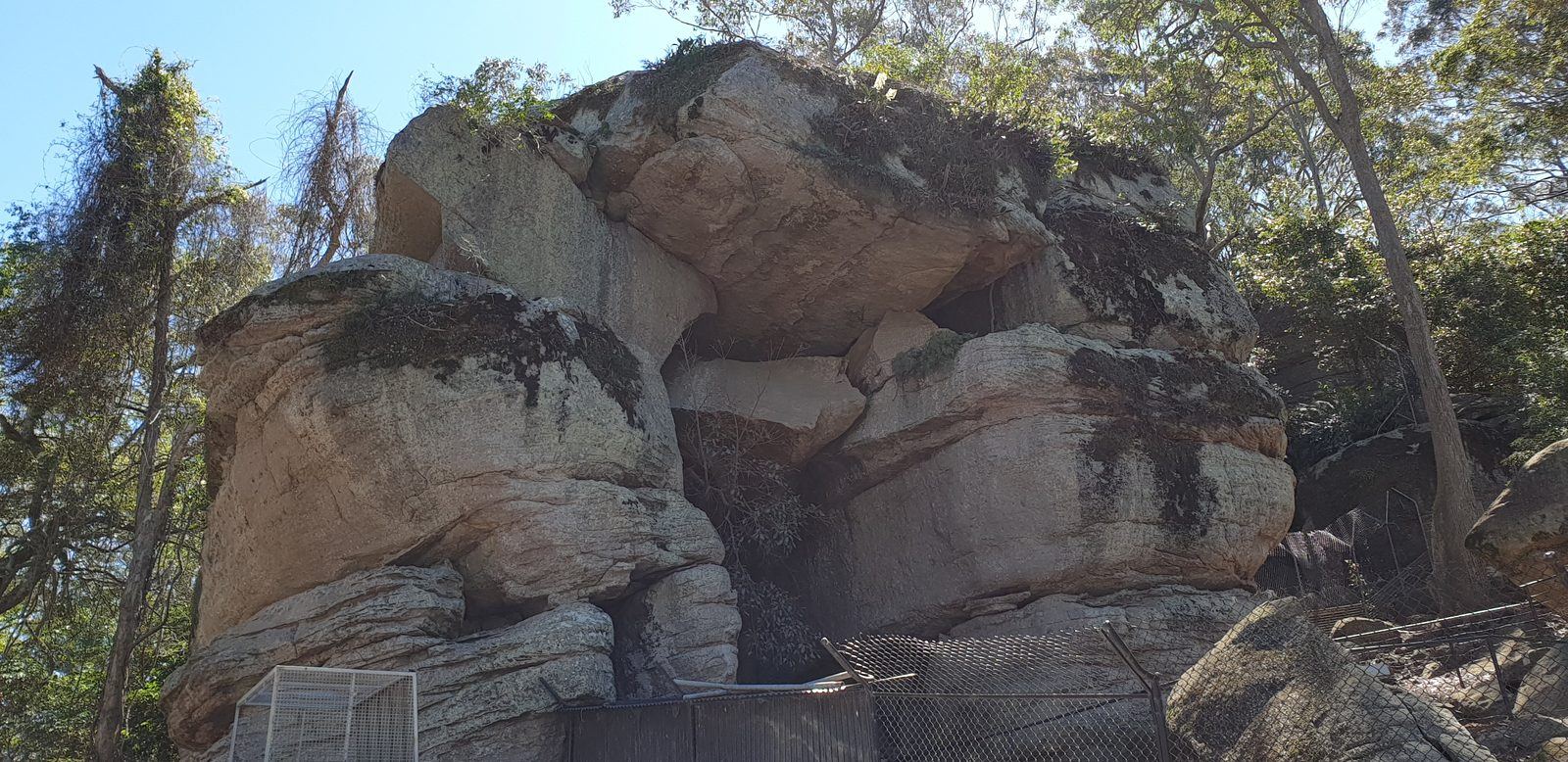 A large weathered sandstone outcrop with ferns growing from its ledges, wire enclosures built against the base of it