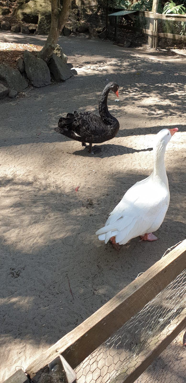 A black swan and a white goose standing on bare sand inside a fenced yard, timber rails in the foreground