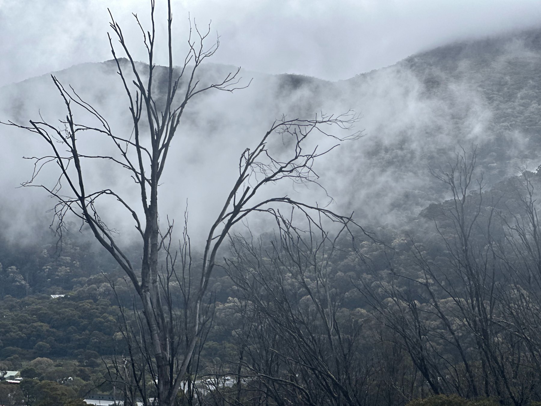 Bare, leafless trees in the foreground against cloud pouring across a forested mountainside above Thredbo