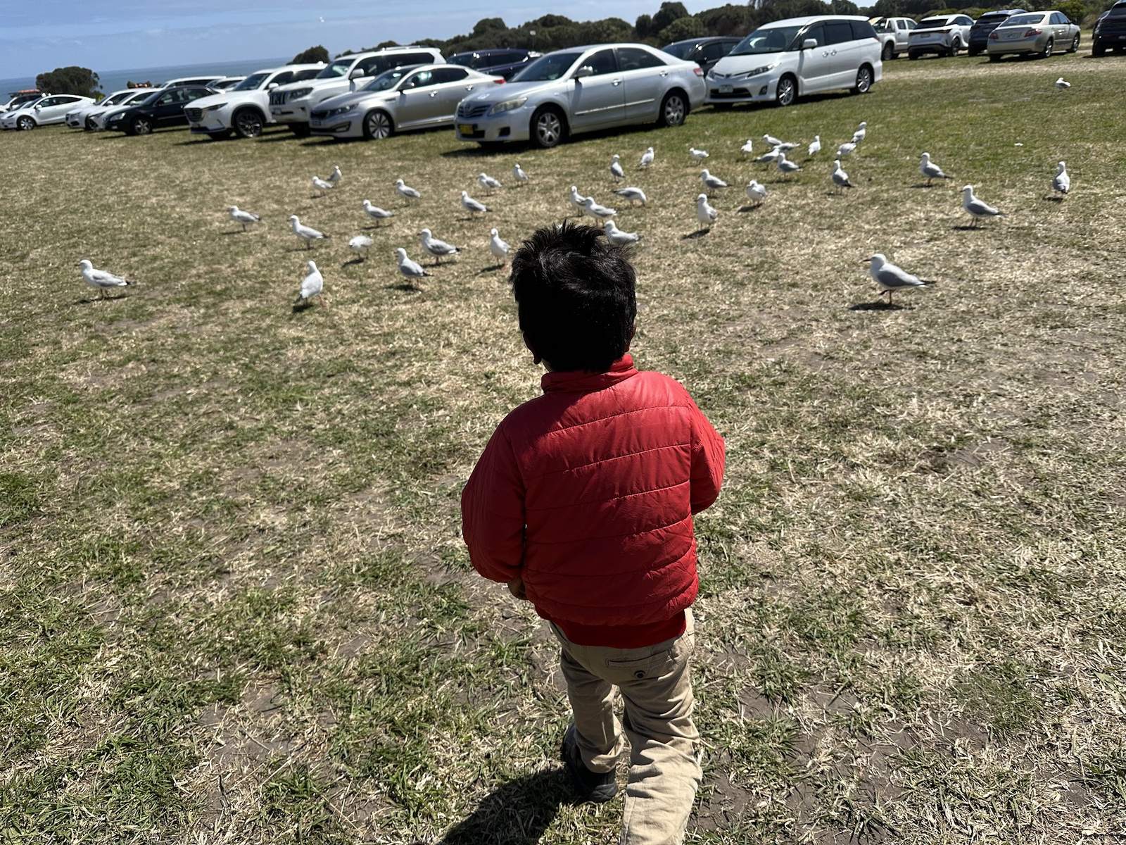 A grassed overflow car park on a clifftop full of parked cars, with silver gulls standing about on the grass and the sea on the horizon