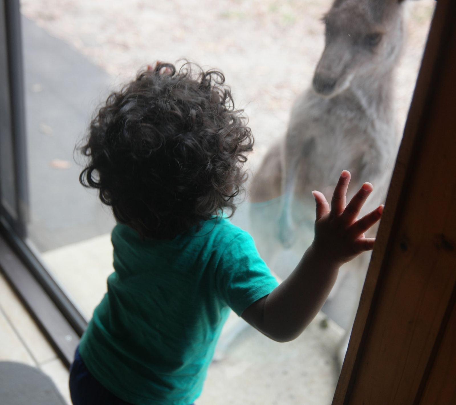 A small child with curly hair pressing a hand against a glass door, a kangaroo standing directly on the other side of the glass