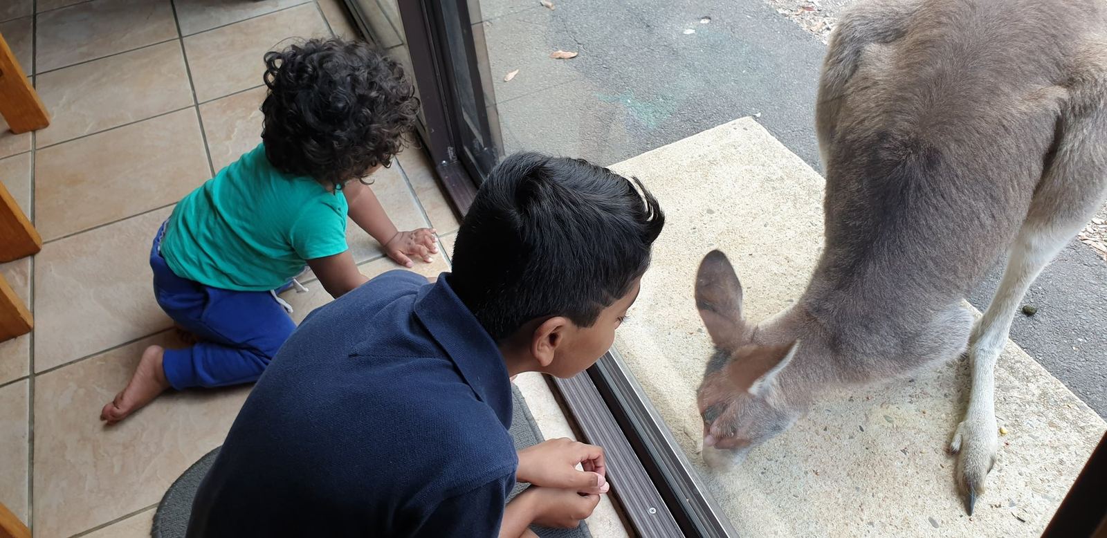 A young boy sitting on the floor beside a man, both looking out through an open sliding door at a large grey kangaroo standing on gravel a couple of metres away