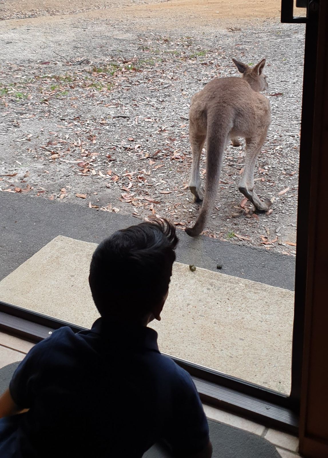 A kangaroo on the gravel drive just outside a cabin door, photographed over the shoulder of a boy watching it from the doorway