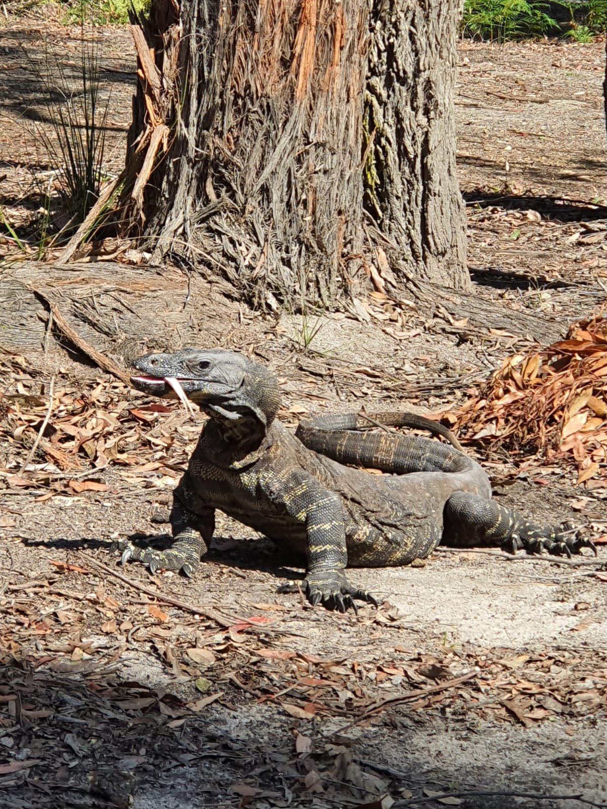 A large lace monitor goanna standing on leaf litter at the base of a eucalypt, mouth slightly open, tail curling away behind it