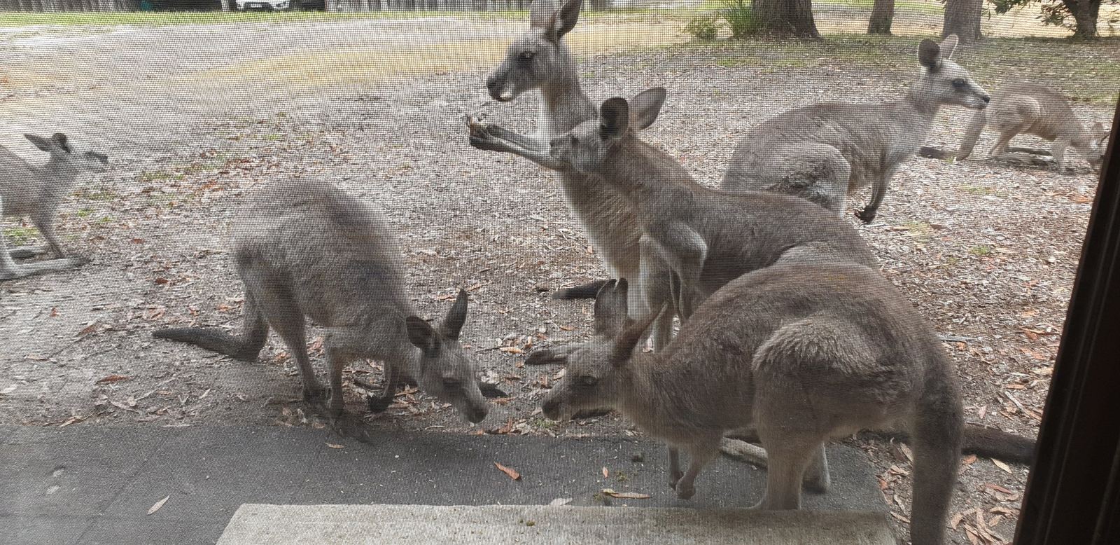 Five or six kangaroos grazing on leaf litter directly outside a cabin, one standing upright and looking at the camera