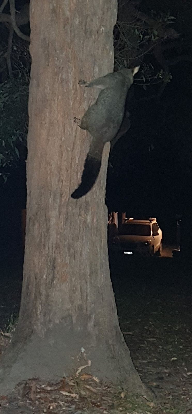 A possum halfway up a tree trunk facing head-down towards the ground, photographed at night with flash
