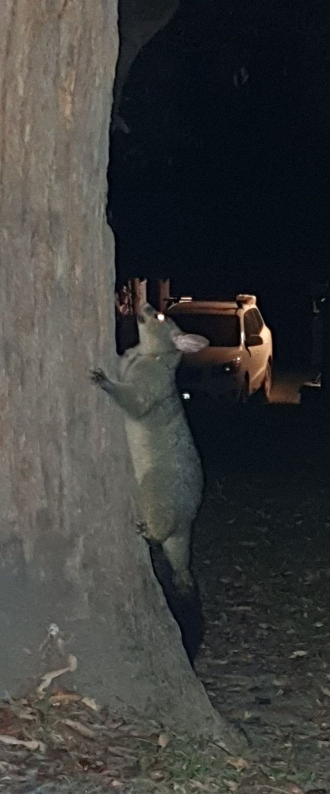 A brushtail possum clinging to the side of a tree trunk at night, lit by a camera flash, a barbecue visible in the darkness behind