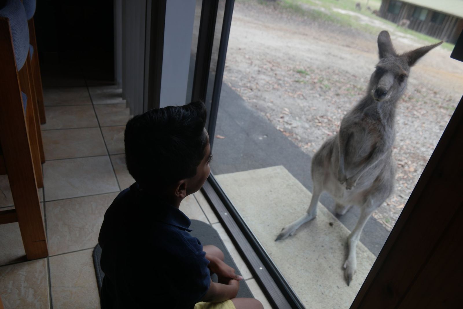 View from inside a tiled cabin through a sliding glass door, a kangaroo standing upright on the gravel outside in evening light