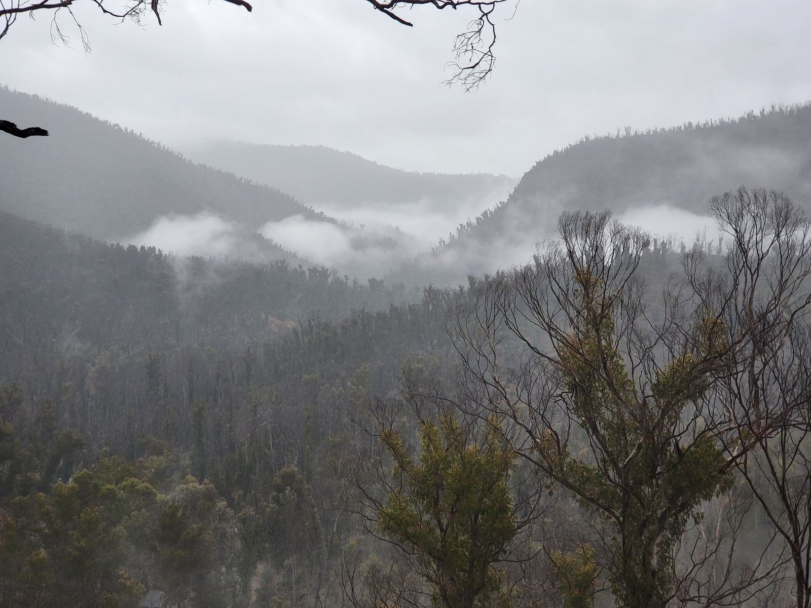 Cloud sitting low in a forested valley between ridges, seen through bare branches