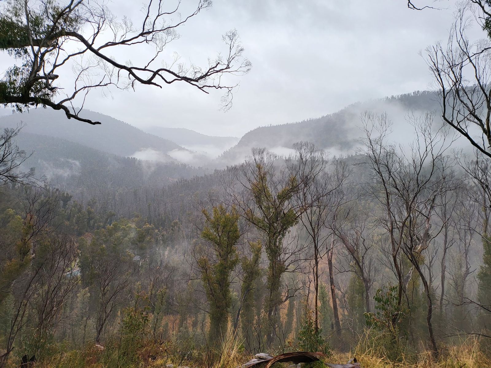 Cloud sitting low in a forested valley seen through bare burnt branches, ridges fading into mist beyond
